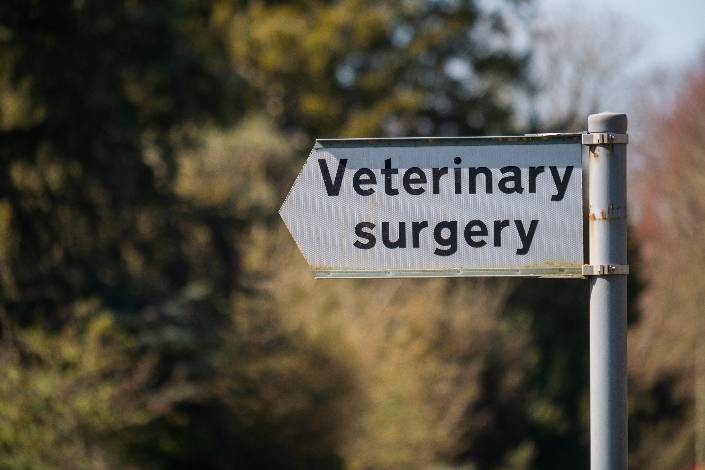 Feature photo: What to do if you have a pet-related emergency